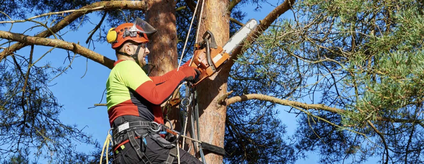 Certified arborist preparing a site for professional tree planting services in Laredo, TX