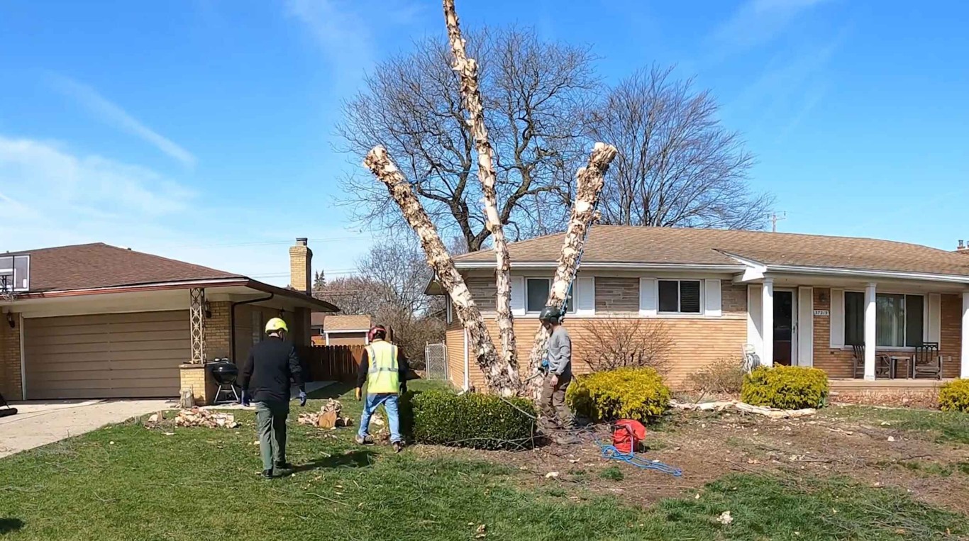 Tree removal crew safely taking down a large tree in a residential front yard in Laredo, TX