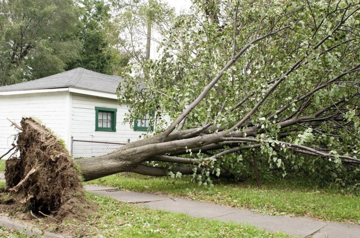 Large tree fallen onto a residential property after a storm in Laredo, TX requiring emergency tree removal