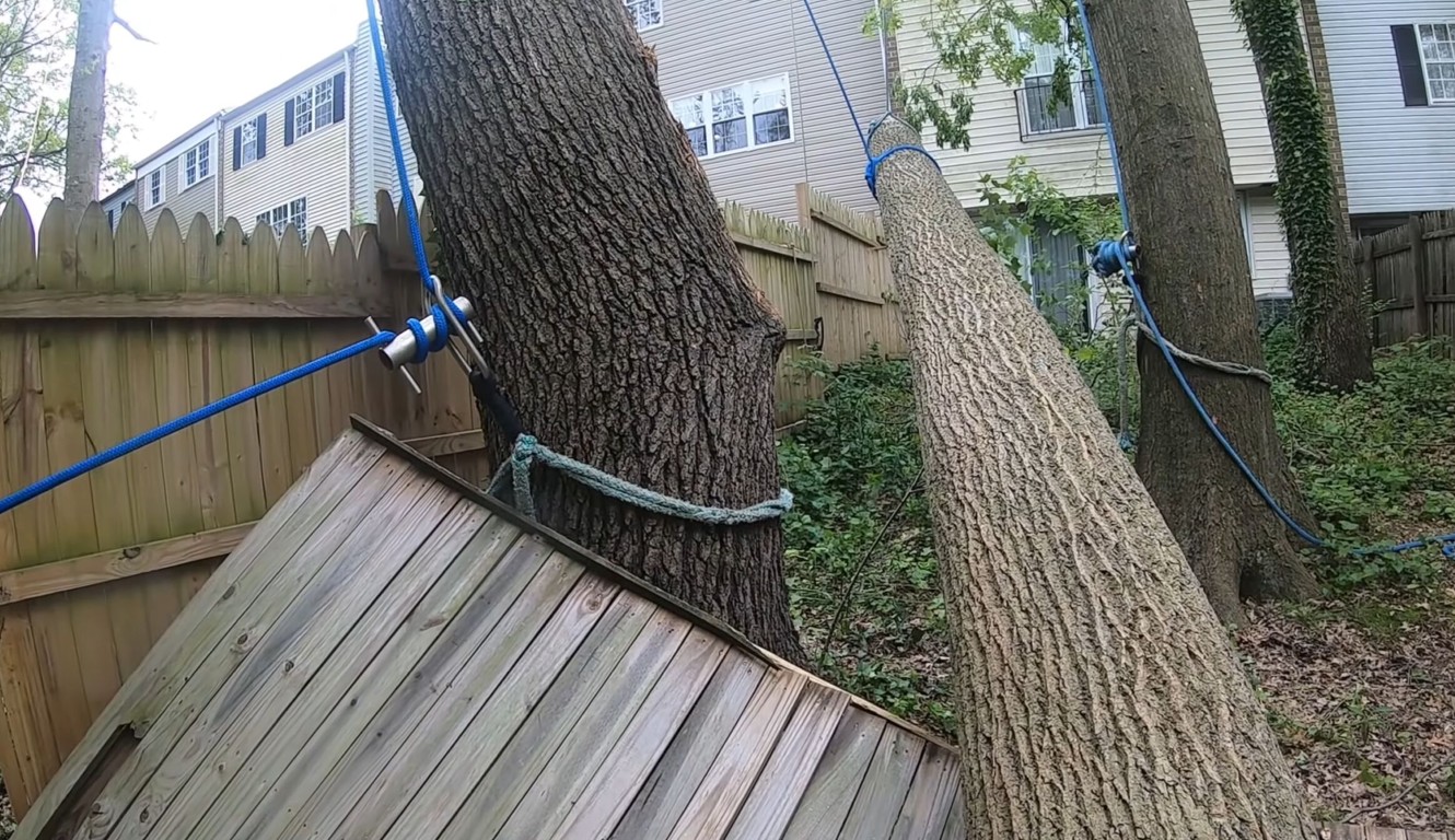 Steel cabling and bracing system installed to support a large leaning tree in a backyard