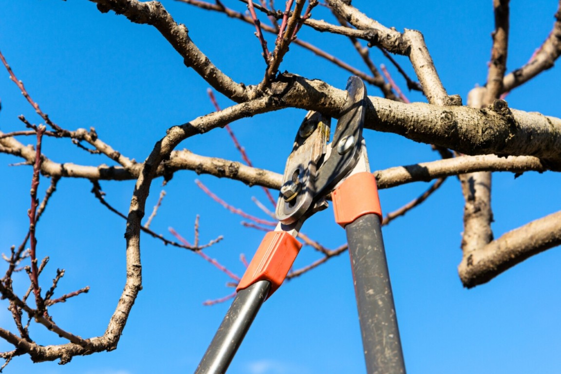 Close-up of pruning shears cutting tree branches against a clear blue sky