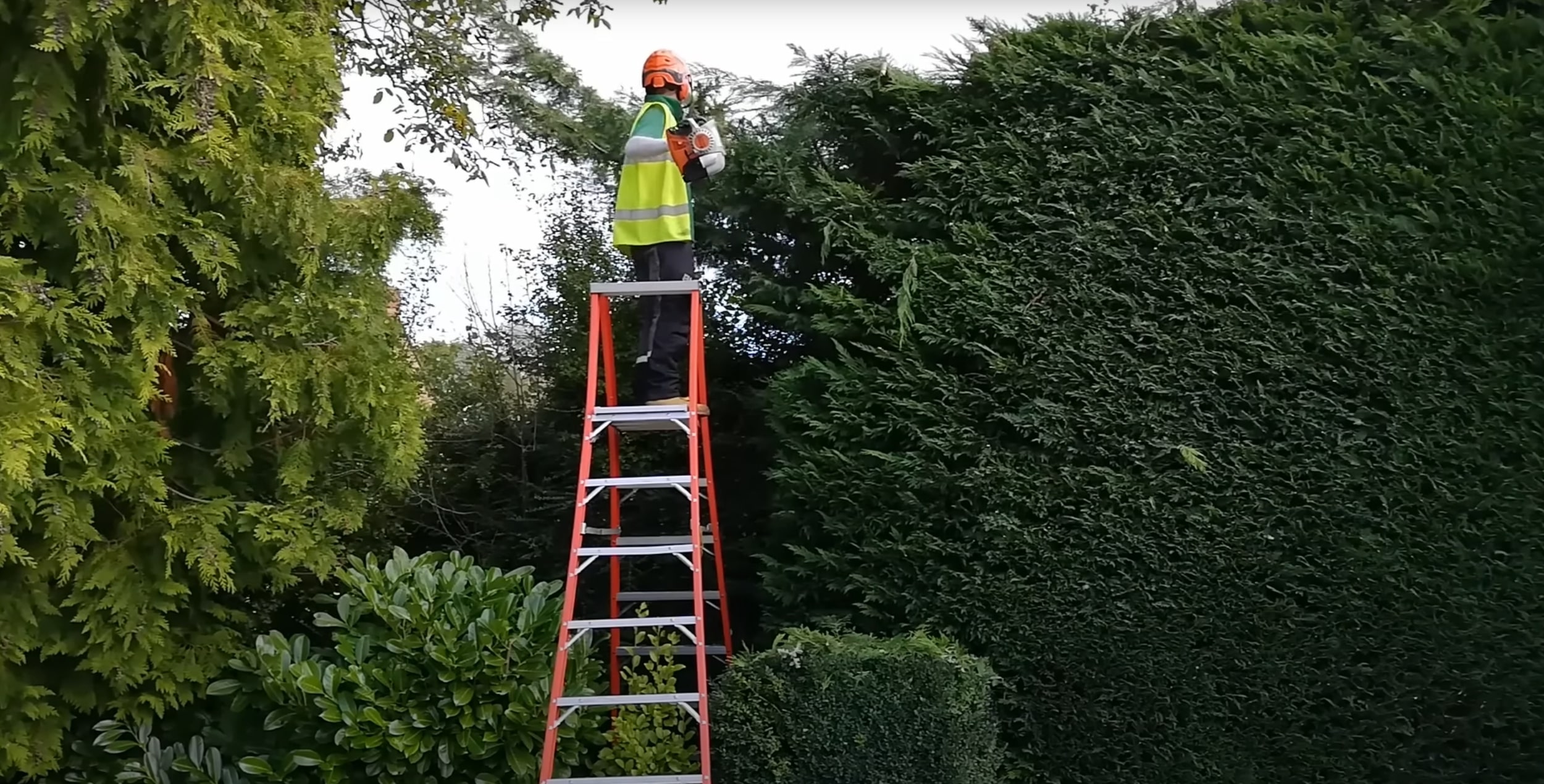 Tree trimming worker on a ladder cutting back overgrown hedge with a chainsaw in Laredo, TX